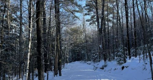A snowy path winding through a forest of tall trees, with sunlight filtering through the branches.