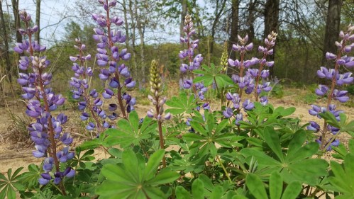 A cluster of purple lupine flowers surrounded by green leaves in a natural setting with trees in the background.