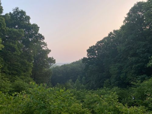 A serene forest scene with lush green trees and a hazy sky in the background, creating a peaceful atmosphere.