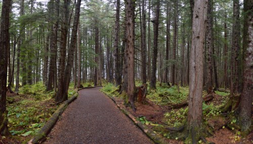 A winding path through a dense forest with tall trees and lush greenery on either side.