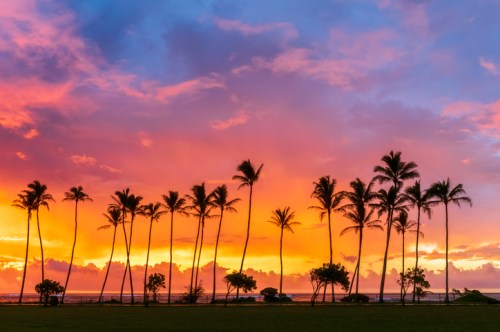 Silhouetted palm trees against a vibrant sunset sky with shades of orange, pink, and purple.