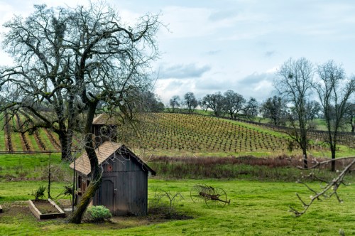 A rustic wooden shed in a green field, with vineyards and bare trees on rolling hills under a cloudy sky.