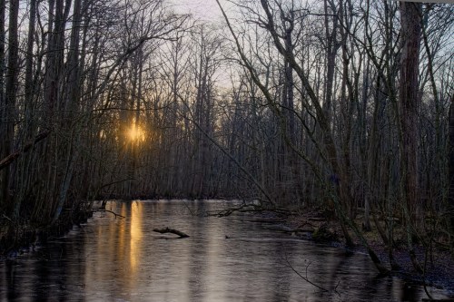 Sunset peeks through bare trees over a calm, reflective river in a serene forest setting.