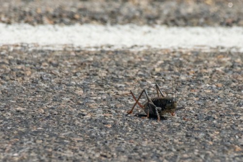 A close-up of a cricket on a textured asphalt surface, with a white line in the background.
