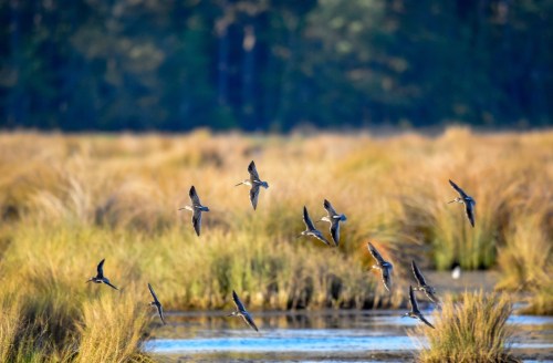 A flock of birds flying over a marshy area with tall grasses and a calm water surface.