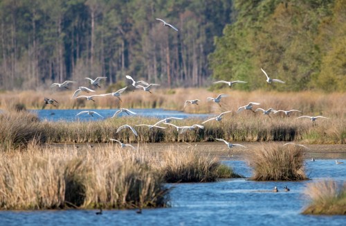 A flock of white birds flying over a serene wetland with tall grasses and a winding waterway.