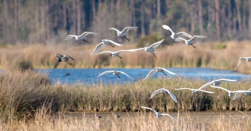 A flock of white birds flying over a wetland with tall grasses and a blue water body in the background.