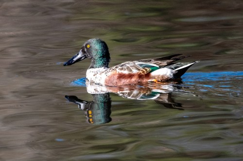 A duck with a green head and brown body glides across calm water, creating a clear reflection.