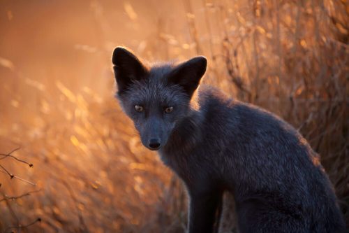 A black fox sits in tall grass, illuminated by warm golden light, with a curious expression.