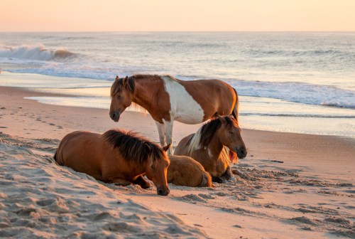Three horses on a sandy beach at sunset, with gentle waves in the background. Two are lying down, one is standing.