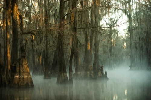 Misty swamp with tall, moss-covered trees reflecting in still water, creating a serene, eerie atmosphere.