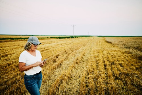 A woman in a cap stands in a golden field, looking at her phone, with power lines in the background.