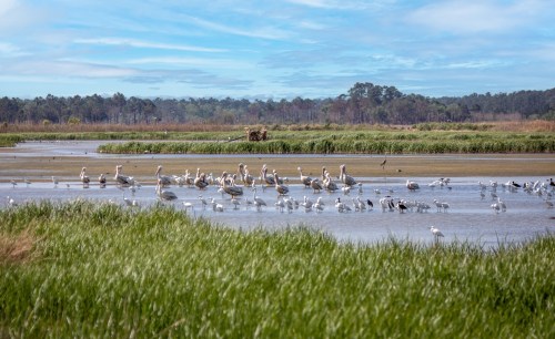 A serene wetland scene with a flock of white birds wading in shallow water, surrounded by lush green grass and trees.