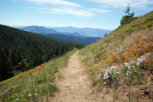 A dirt path winds through a vibrant hillside of wildflowers, with mountains and a snow-capped peak in the distance.