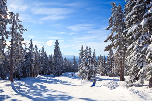 A snowy mountain landscape with tall pine trees and skiers enjoying the slopes under a clear blue sky.
