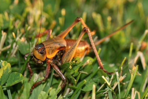 A close-up of a brown grasshopper resting on green grass, showcasing its detailed body and long antennae.