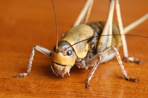 Close-up of a cricket on a wooden surface, showcasing its detailed body and long antennae.