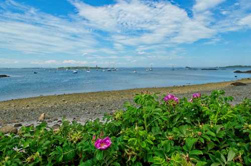 A serene coastal scene with flowers in the foreground, boats on the water, and a clear blue sky with clouds.