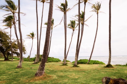 A serene coastal scene with tall palm trees swaying over a grassy area near the ocean.