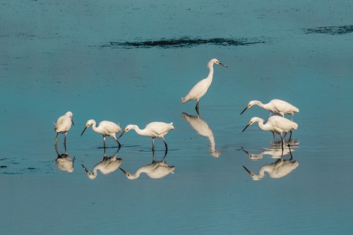 A group of white egrets wading in calm water, reflecting their images on the surface.