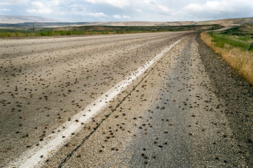 A deserted road covered with numerous small insects, stretching into a distant landscape under a cloudy sky.