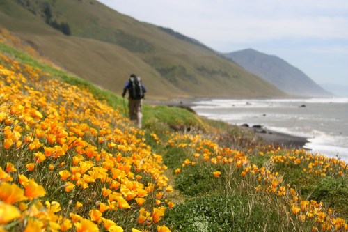 A hiker walks along a coastal path lined with vibrant orange flowers, with mountains and the ocean in the background.