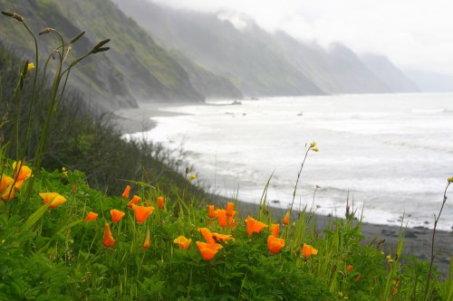Vibrant orange poppies bloom along a misty coastal landscape with waves crashing on the shore.