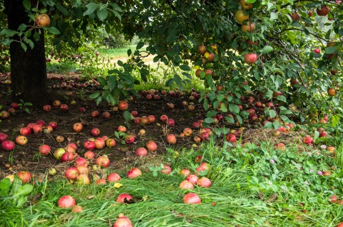 A tree laden with apples, with many fallen apples scattered on the ground beneath it. Green grass surrounds the scene.