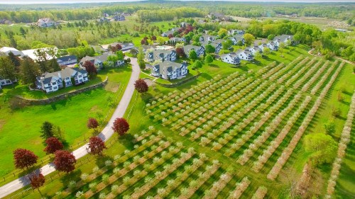 Aerial view of a lush landscape featuring homes and a blooming orchard with neatly arranged rows of trees.