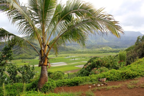 A lush landscape featuring a tall palm tree overlooking green fields and distant mountains under a cloudy sky.