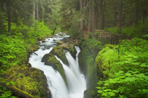 A serene forest scene featuring a cascading waterfall surrounded by lush green foliage and trees.