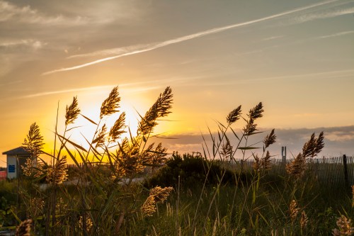 Silhouetted grasses against a sunset sky, with a bridge in the background and soft clouds.