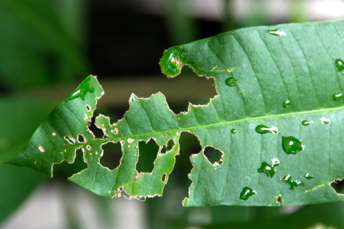Close-up of a green leaf with irregular holes and water droplets, showing signs of damage and decay.