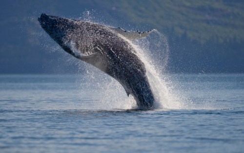A whale breaches the surface of the water, creating a splash against a backdrop of green hills.