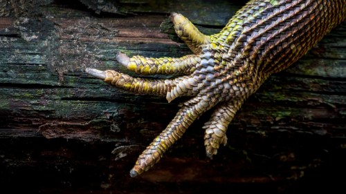 Close-up of a reptilian hand with textured scales, gripping a rough, dark wooden surface.