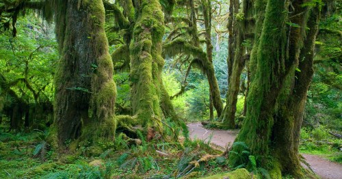 Lush green forest with towering moss-covered trees and a winding path through vibrant foliage.