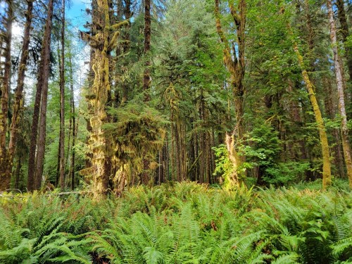 Lush green forest with tall trees and ferns, sunlight filtering through the leaves in a serene natural setting.