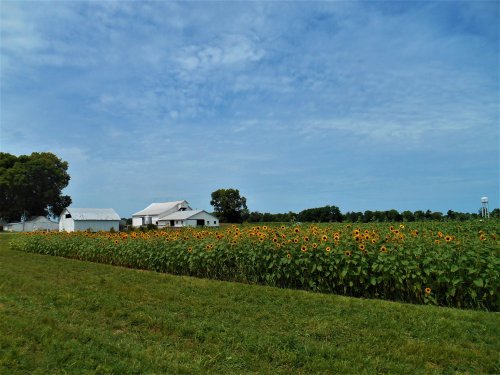A field of sunflowers in front of a white barn under a blue sky with scattered clouds.