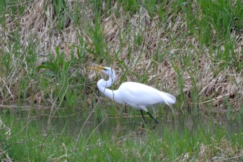 A white heron stands in shallow water among green grass and reeds, with its beak open as if calling or hunting.