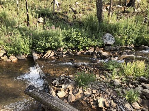 A serene stream flows over rocks, surrounded by lush greenery and trees in a natural setting.