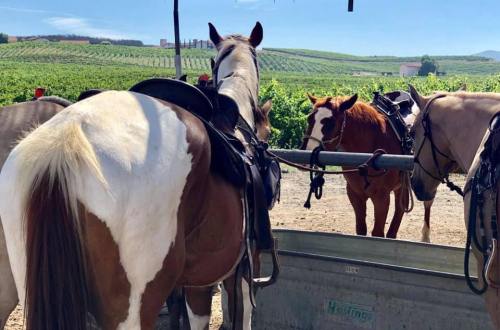 A group of horses with saddles near a water trough, set against a backdrop of vineyards and blue sky.