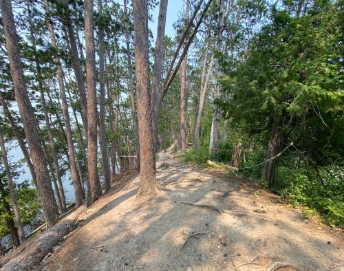 A narrow path through tall trees leading to a serene lakeside view. Sunlight filters through the branches.
