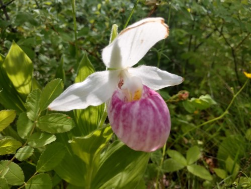 A close-up of a pink and white orchid flower surrounded by green foliage.