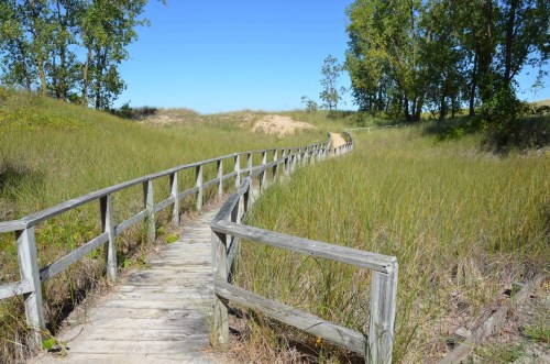 A wooden boardwalk winds through tall grass under a clear blue sky, surrounded by trees.
