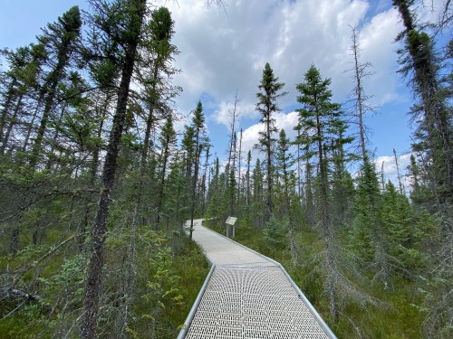 A metal walkway winding through a dense forest of tall, slender trees under a partly cloudy sky.