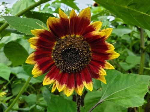 A vibrant sunflower with red petals and yellow tips, surrounded by green leaves in a lush garden.