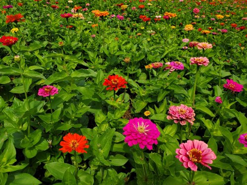 A vibrant field of colorful flowers, including pink, orange, and red blooms, surrounded by lush green leaves.