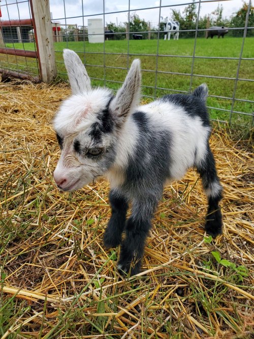 A small black and white goat kid stands on straw, with a grassy background and a fence in the distance.