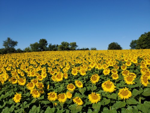 A vibrant field of sunflowers under a clear blue sky, stretching towards the horizon.