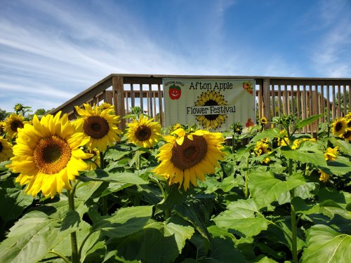 Sunflowers in a field with a banner for the "Afton Apple Flower Festival" in the background under a blue sky.